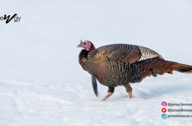 “Cold turkey”: o que um peru frio tem a ver com abandonar um hábito?